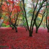 ايمان اصبيح